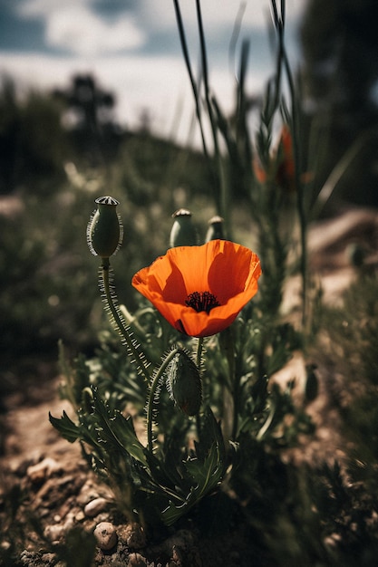 A poppy flower with a green bud in the foreground