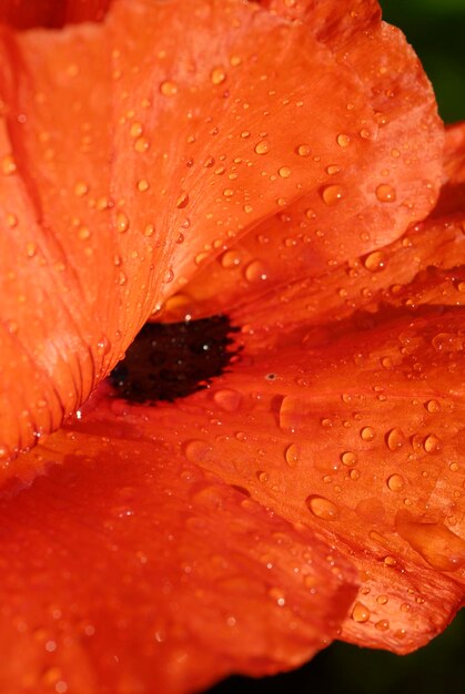 Poppy flower