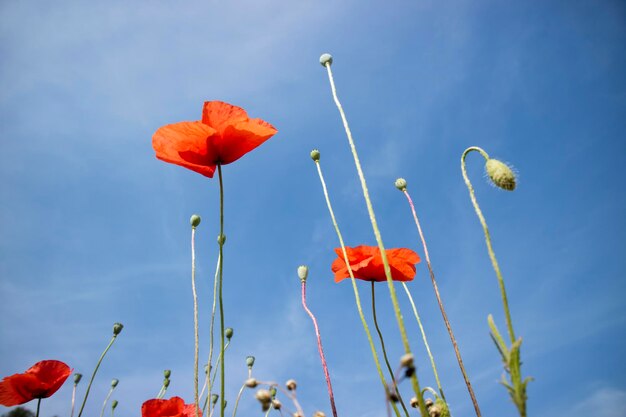 The poppy flower