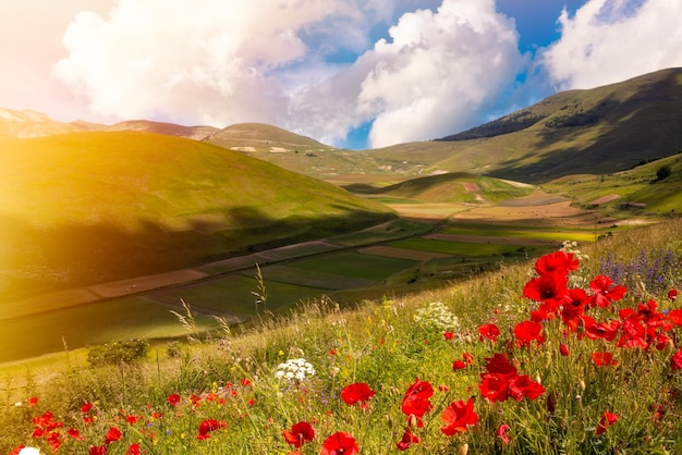 Poppy flowers blooming on summer field in mountain valley