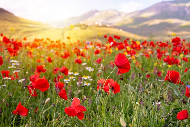 Poppy flowers blooming on summer field in mountain valley