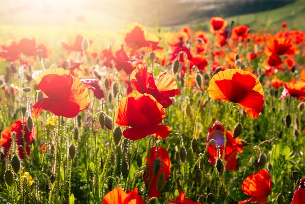 Poppy flowers blooming on summer field in mountain valley