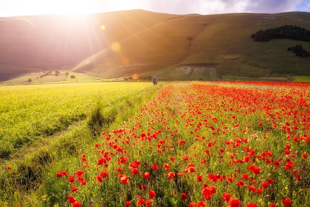 Poppy flowers blooming on summer field in mountain valley