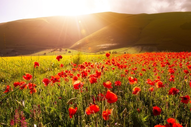 Poppy flowers blooming on summer field in mountain valley