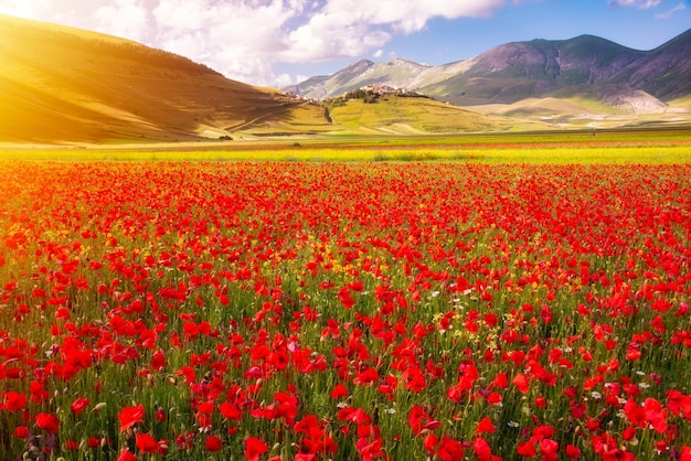 Poppy flowers blooming on summer field in mountain valley