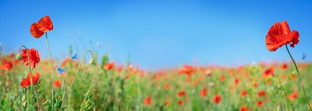 Mani in Guanti gialli con spugna, pavimento di lavaggio Foto stock - Alamy