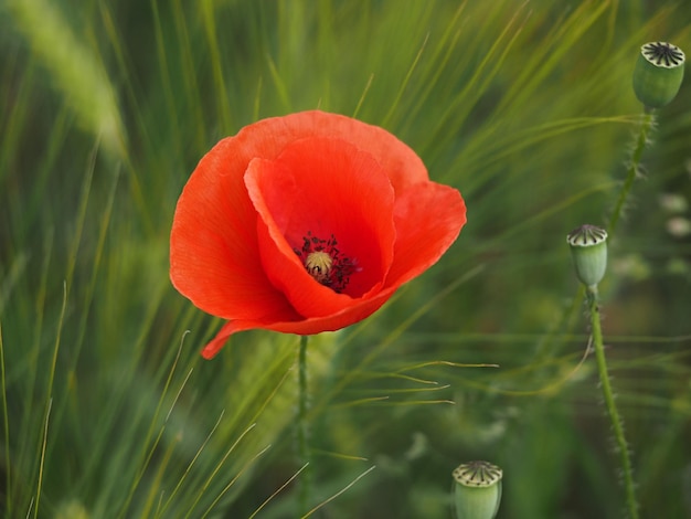 Poppy flowers field moved by wind