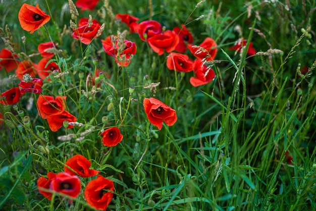 Poppy flowers on the field on a summer sunny day