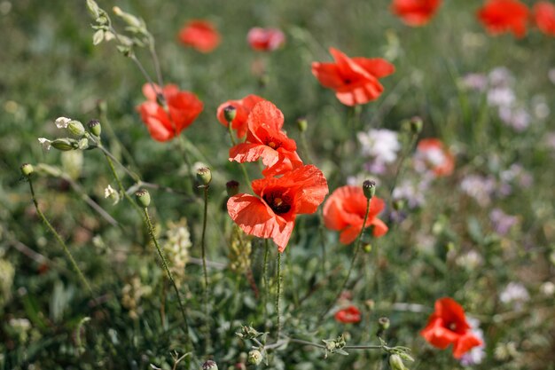 Poppy flowers in a field.