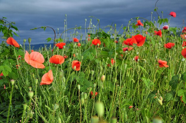 Poppy flowers in a field