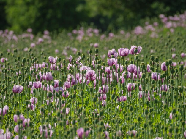 Photo poppy flowers in germany