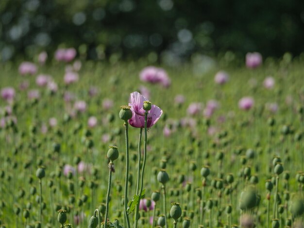 Photo poppy flowers in germany