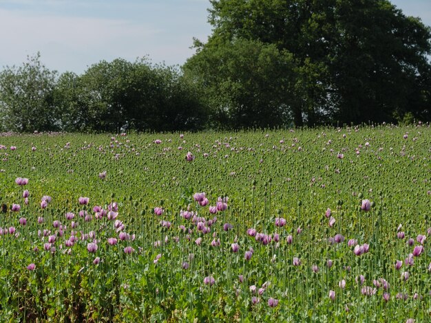 Photo poppy flowers in germany