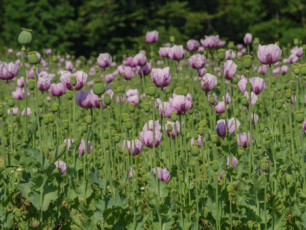 Photo poppy flowers in germany