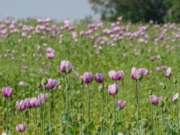 Poppy flowers in germany