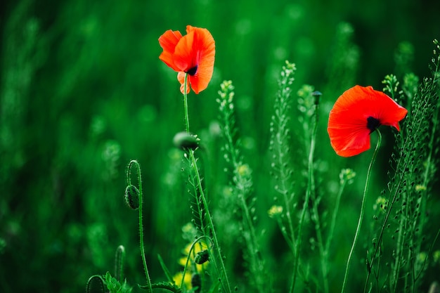 写真 緑の野原でケシの花