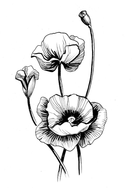 Poppy flowers. Ink black and white drawing