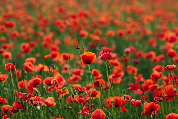 Photo poppy flowers isolated in green field