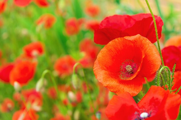 Poppy flowers or papaver in garden