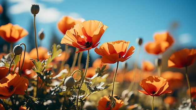 Poppy flowers or papaver rhoeas poppy in garden early spring on a warm sunny day against a bright