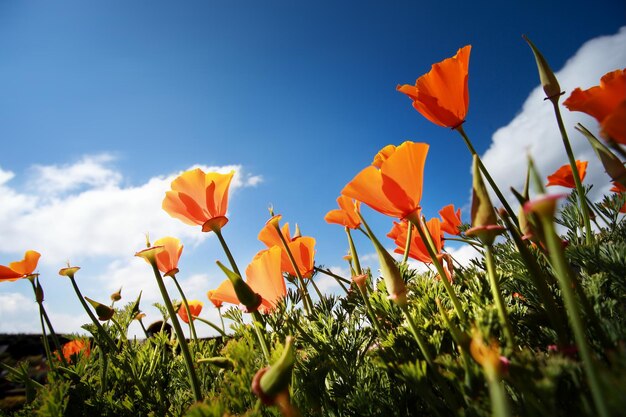 Poppy flowers papaver rhoeas poppy