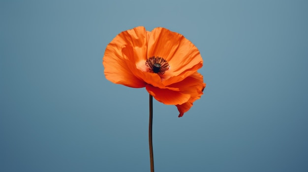 Poppy flowers in the studio Concept of minimalism and elegance