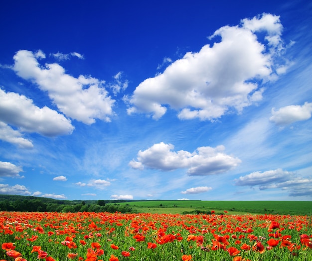 Poppy flowers