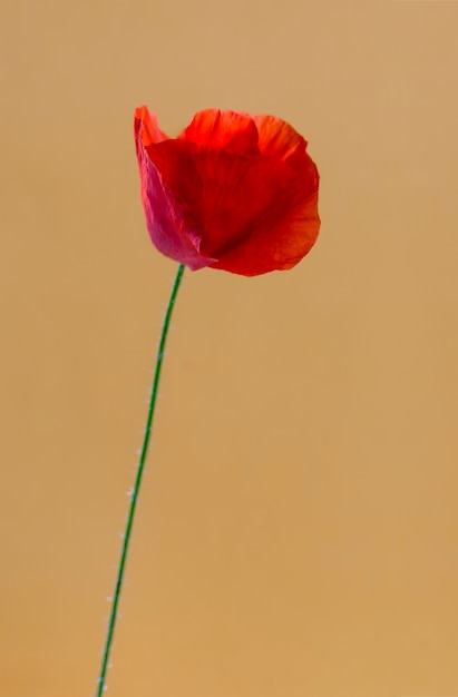 Poppy in front of an orange background