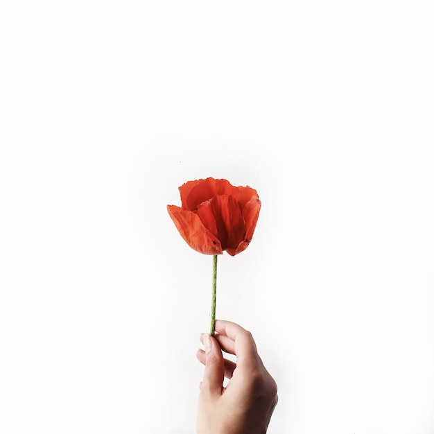 Poppy in girl's hands on white