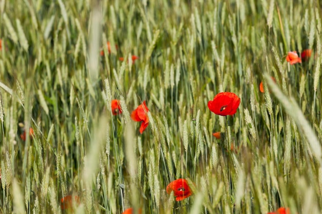 Poppy in het veld