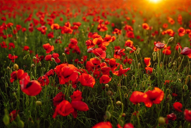 Poppy meadow in beautiful light of evening sun Romantic sunset over a poppy meadow Field of poppies