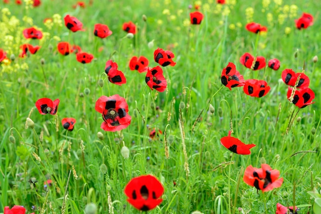 Poppy meadow field landscape