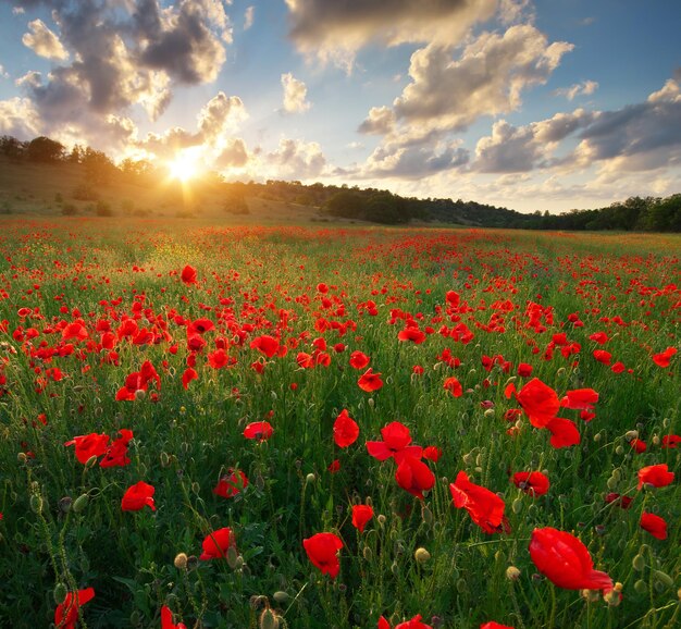 Poppy meadow landscape Spring nature composition