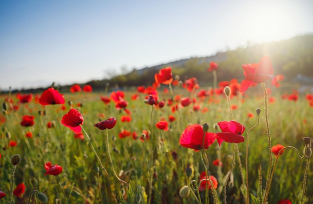 Poppy meadow in the light of the setting sun