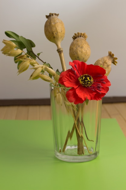 Foto papavero, avena e rametto verde in un bicchiere