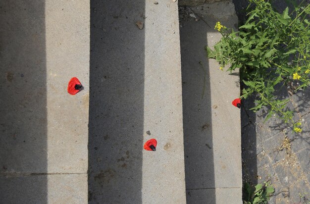 Poppy petals on the stairs