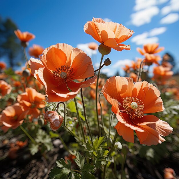 Poppy pizzazz spring background photo