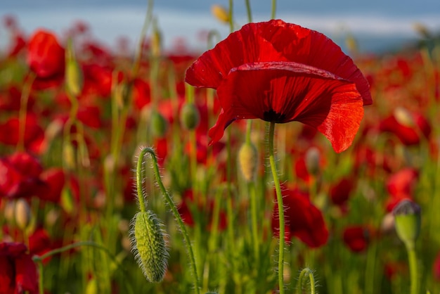 Poppy for remembrance day anzac day banner historic war memory