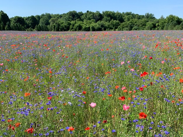 Foto poppyveld