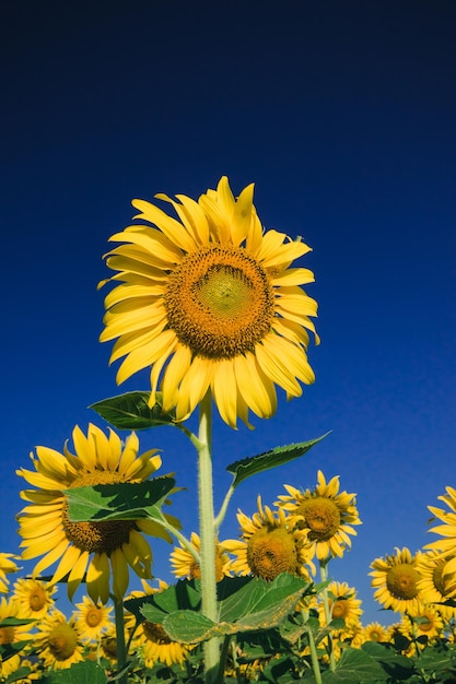 Populaire zonnebloemen worden aangeplant als sierplant, zonnebloemen worden dicht bij elkaar geplant in een zonnebloemveld.