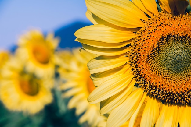 Populaire zonnebloemen worden aangeplant als sierplant, zonnebloemen worden dicht bij elkaar geplant in een zonnebloemveld.