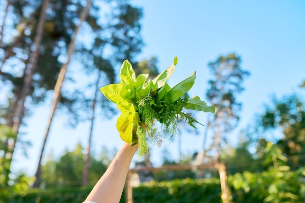 Популярные кулинарные травы, свежие листья салата с укропом и зеленью рукколы в женской руке