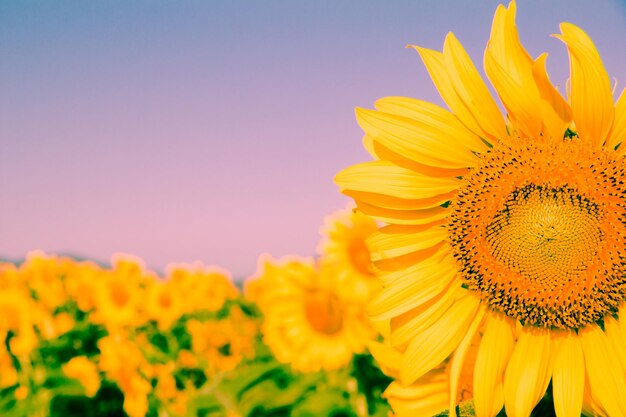 Popular sunflowers are planted as ornamental plants sunflowers are planted together densely into a sunflower field