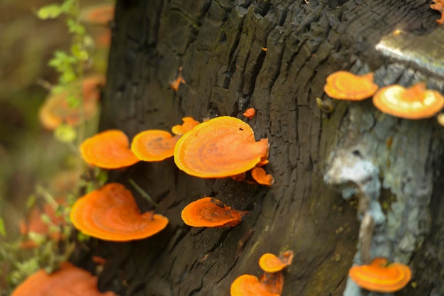 A population of fungi born on the surface of a trunk. 