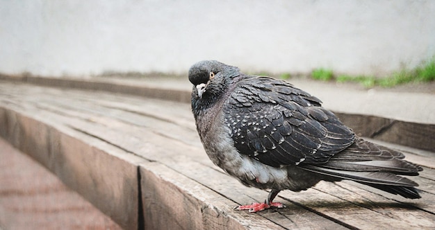 Population of pigeons in cities is growing