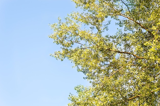 Populier op de achtergrond van de blauwe lucht