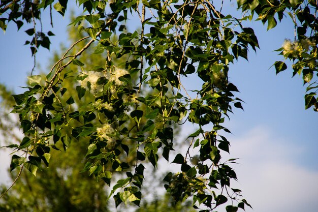 Populier pluisjes op de tak close-up. Populierenpluis veroorzaakt allergie