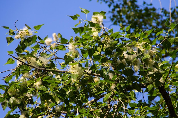 Populier pluisjes op de tak close-up. Populierenpluis veroorzaakt allergie