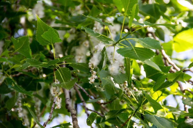 Populier pluisjes op de tak close-up. Populierenpluis veroorzaakt allergie