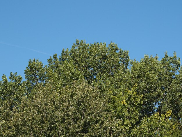 Populier Populus boom over blauwe hemel